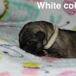 White collar male - Sable male German Shepherd puppy in Ann Arbor, Michigan from Von Der Havier German Shepherds