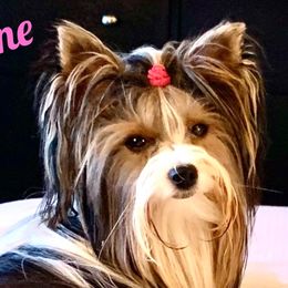 Jasmine - Biewer Terrier