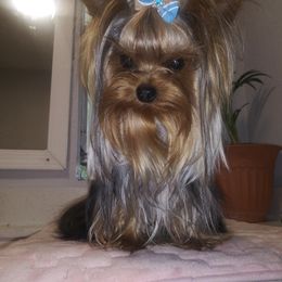 Niko - Yorkshire Terrier