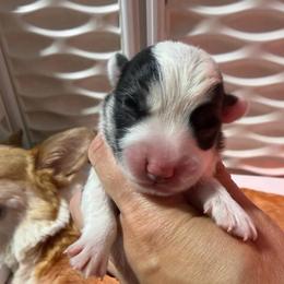 Boy 1 - Black and tan male Pembroke Welsh Corgi puppy in Caliente, California from Rafter Cross 7