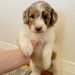 Biscoff - Brown merle male Aussiedoodle puppy in Heber City, Utah from Junipersdoodles