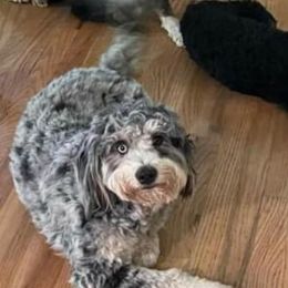 Bernedoodles from Canopy Road Kennels