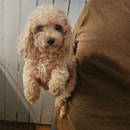 Sissy - Poodle