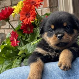 Girl 4 - Black and mahogany female Rottweiler puppy in Burlington, Kentucky from vom Blaurasen Rottweilers