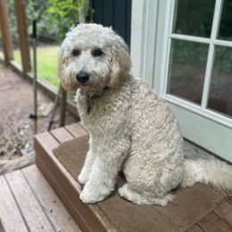 Frankie - Goldendoodle