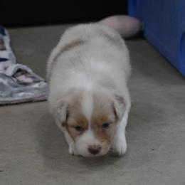Soleil - Red merle female Australian Shepherd puppy in Jameson, Missouri from Sky Creek