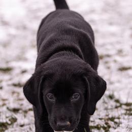 Labrador Retriever Puppies from Condition 1 Retrievers