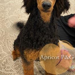 Goldendoodle and Poodle All Grown Up from Apricot Poodles & Goldendoodles