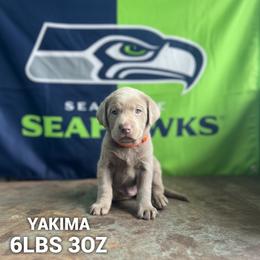 Yakima - Silver male Dilute Retriever puppy in Puyallup, Washington from 12 Door Farm Labradors