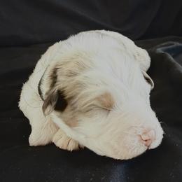 Cindy - Red merle female Australian Shepherd puppy in Atkinson, Illinois from Diamond Ridge Aussies