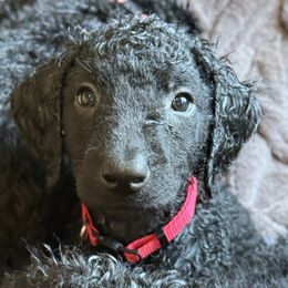 TBD - Black female Curly-Coated Retriever puppy in Santa Cruz, California from Full Curl Retrievers
