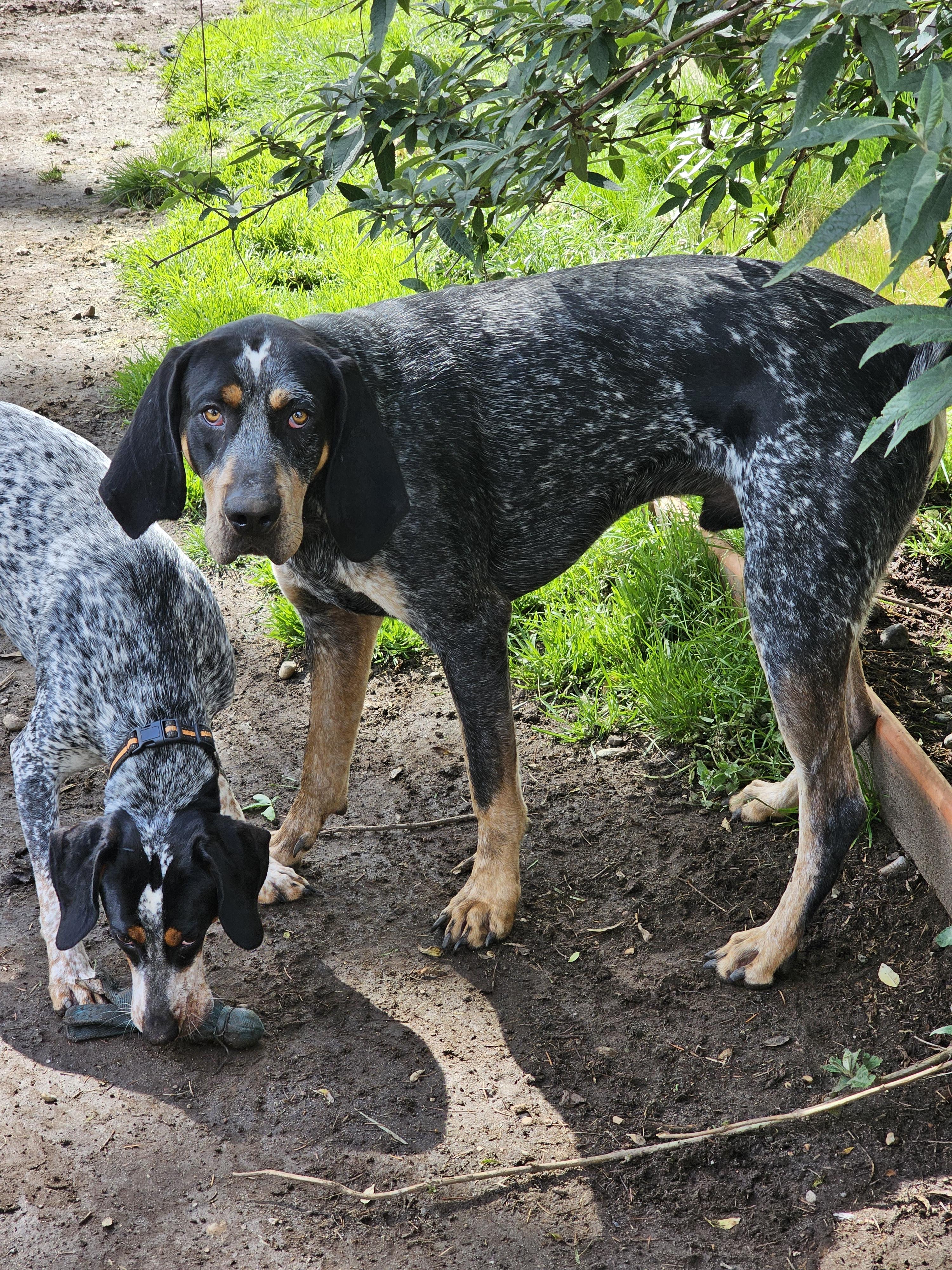 Puyallup Bluetick Coonhounds in Washington | Bluetick Coonhound puppies ...