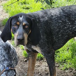 Bluetick Coonhounds from Puyallup Bluetick Coonhounds