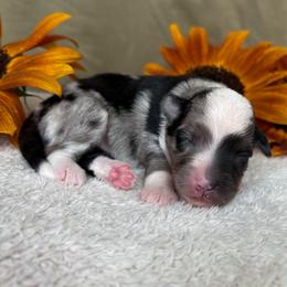 Smokey - Blue merle male Toy Australian Shepherd puppy in Quincy, Michigan from Ivy Meadows and Friends