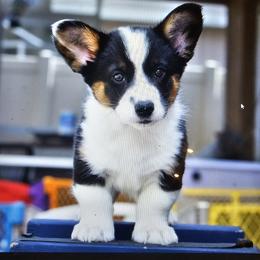 Cardigan Welsh Corgi Puppies from Welswood Cardigans