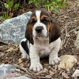 Paxton - Black white and brown male Basset Hound puppy in Scottsbluff, Nebraska from On My Way 2U Acres