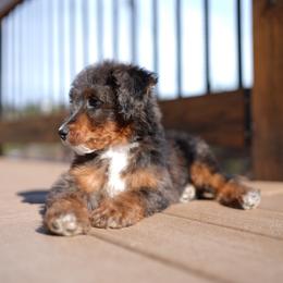 Tux - Merle male Bernedoodle puppy in Spokane, Washington from Doodle Love
