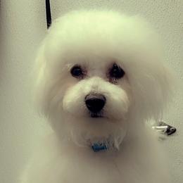 Charlie boy - Bichon Frise