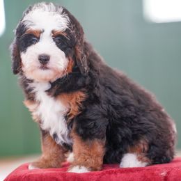 Dakota - Tri-color female Bernedoodle puppy in Dundee, Ohio from Down Home Doodle