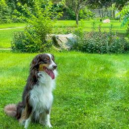 Australian Shepherds from Brick City Shepherds