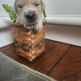 Girl 5 - Pink (please read description) - Light golden female Golden Retriever puppy in Phoenix, Maryland from Tamarind Goldens