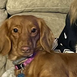 Jessi - Dachshund