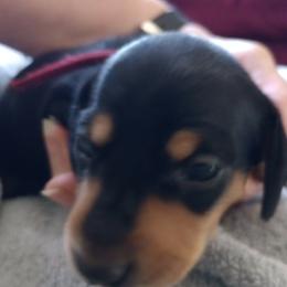 Bradi - Black and tan male Dachshund puppy in Middle Granville, New York from Lee Doxies