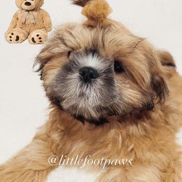 Freedom - Black and tan male Shih Tzu puppy in Texas from Little Foot Paws 🐾