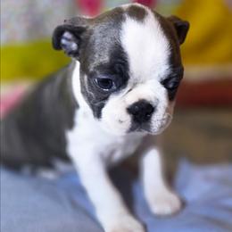 Tootsie Mae - Blue female Boston Terrier puppy in Kingsport, Tennessee from Irish Heart Bostons