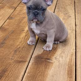 Bella - Fawn and white female French Bulldog puppy in Cleveland, Ohio from Diondre's French Bulldogs