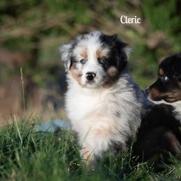 Cleric - Blue merle female Australian Shepherd puppy in Benton City, Washington from Eventide Australian Shepherds