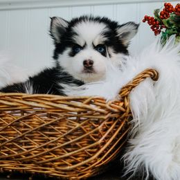 Pomsky Puppies from Arctic Star Pomskies