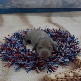 Blue Based Cream Dapple Longhair Girl - Cream female Dachshund puppy in Killeen, Texas from Southern Dachshunds