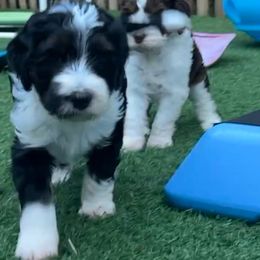 Slate - Tri-color male Bernedoodle puppy in Washougal, Washington from Sandy Creek Bernedoodles