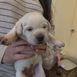 Labrador Retriever Puppies from Bear Bones Labradors