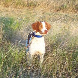 Duke - Brittany