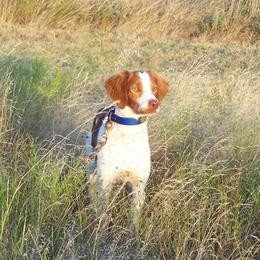 Duke - Brittany