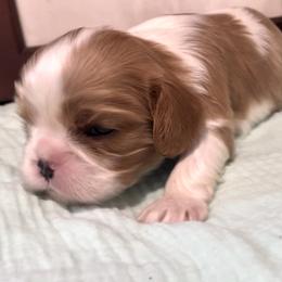 Cavalier King Charles Spaniels from Nococavaliers