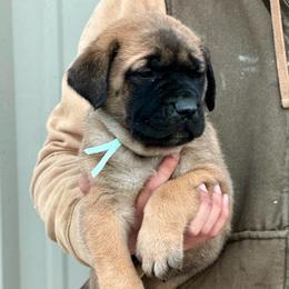 Irma - Fawn female Mastiff puppy in Wewoka, Oklahoma from P Diamond Mastiffs