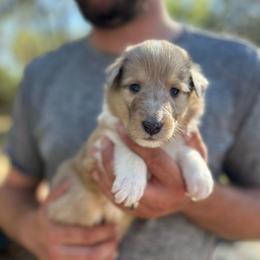 Mr. Red - Sable merle and white male Collie puppy in Tallahassee, Florida from Lampost Kennels