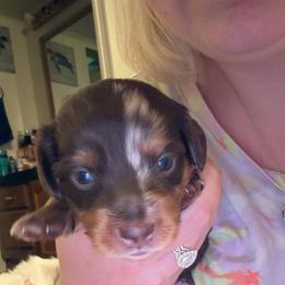 Dachshund Puppies from Jordin’s dainty Dachshunds