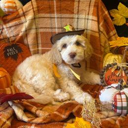 Acorn - orange collar - Caramel male Australian Labradoodle puppy in Caldwell, Idaho from Leila Pearson