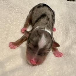 LAZULA aka Zula - Blue merle female Miniature American Shepherd puppy in Bixby, Oklahoma from Roeboat Aussies