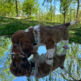 Abu - Piebald male Dachshund puppy in Henry, Virginia from Dumbledore's AKC Mini Dachshunds