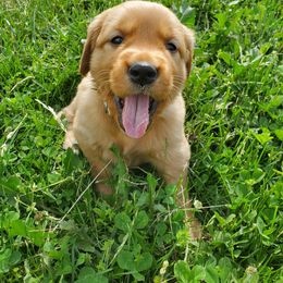Golden Retriever Puppies from Emma's Golden Puppers