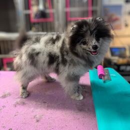 Teddy - Blue merle male Pomeranian puppy in North Port, Florida from POMRITA POM’S