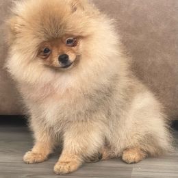 Boy 1 - Pomeranian puppy from Suga Sweet Poms