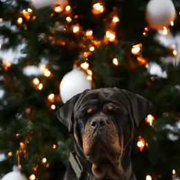 Godiva - Rottweiler
