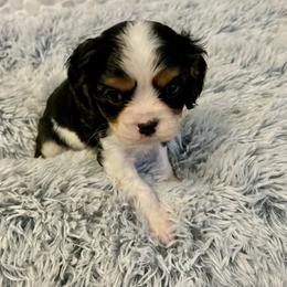 Cavalier King Charles Spaniel Puppies from Krawczyk's House of Cavaliers