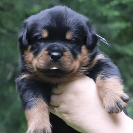 Boy 4 - Black and mahogany male Rottweiler puppy in Shepherdsville, Kentucky from Rottie Squad Kennel